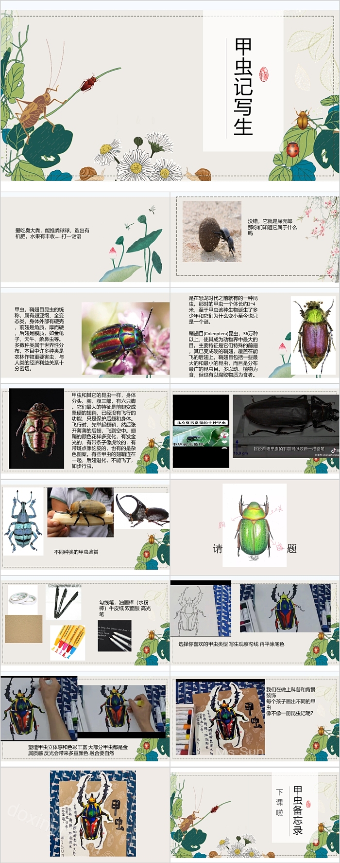 甲虫记写生美术课件PPT模板