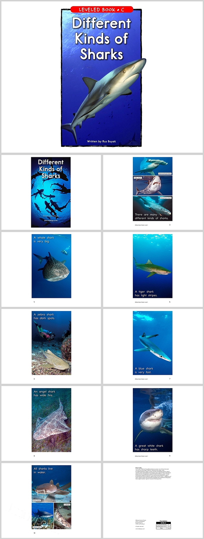 精美Different Kinds of Sharks不同种类的鲨鱼英文绘本故事PPT