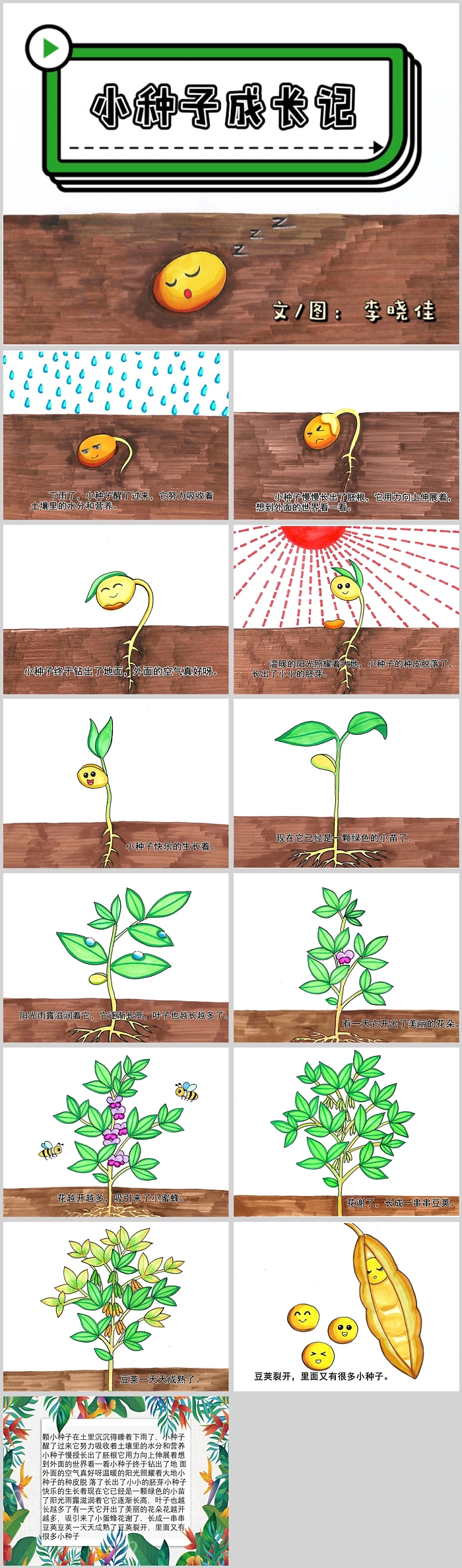 幼儿园科学绘本故事小种子成长记PPT课件